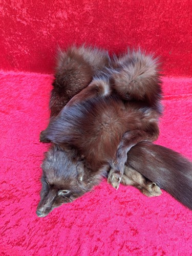 Schöne alte fuchs stola - schöne, fuchs-stola