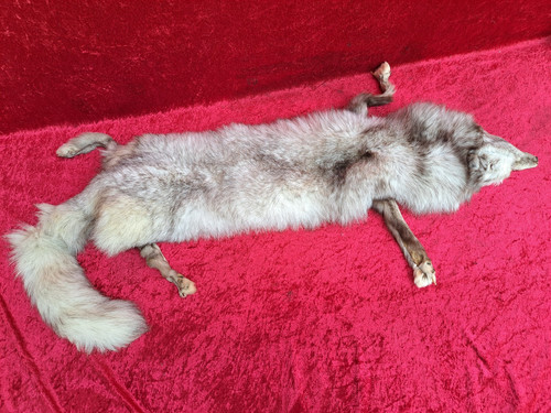 Schöne fuchs stola - schöne,