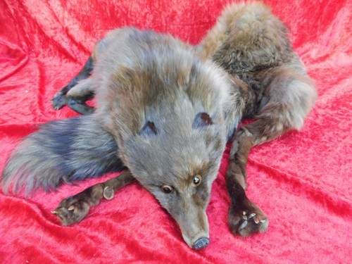Schöne alte fuchs - fuchs-stola,