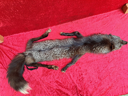 Schöne fuchs stola - schöne, ganzes