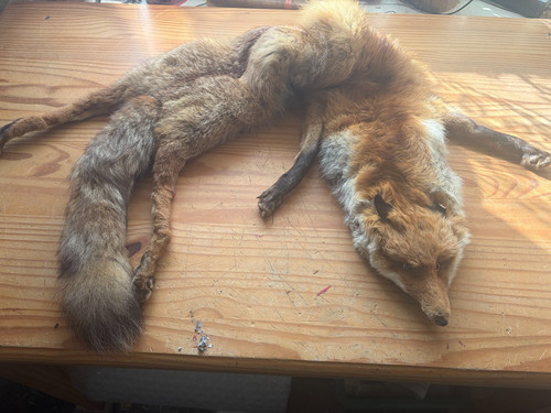 Rotfuchs fuchsstola echtfell - rotfuchs,